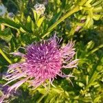 Centaurea scabiosa flower picture by Martien Briët (cc-by-sa)