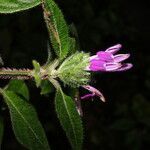 Justicia brenesii flower picture by Nelson Zamora Villalobos (cc-by-nc)