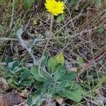 Pilosella officinarum habit picture by raphaelh (cc-by-sa)