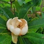 Magnolia virginiana flower picture by Ken Borgfeldt (cc-by-sa)