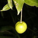 Amanoa guianensis fruit picture by Nelson Zamora Villalobos (cc-by-nc)