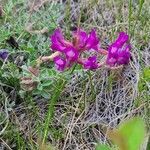 Oxytropis lambertii flower picture by Christiana Beaudin (cc-by-sa)