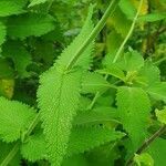 Nepeta azurea leaf picture by susan brown (cc-by-sa)