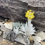 Senecio niveoaureus habit picture by Fabien Anthelme (cc-by-sa)