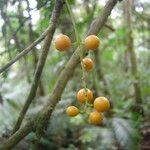 Picramnia ramiflora fruit picture by Renato Lima (cc-by-nc-sa)