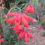 Erica cerinthoides flower picture by Daniel Barthelemy (cc-by-nc)