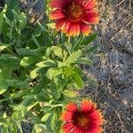 Gaillardia pulchella flower picture by Skylar Austin (cc-by-sa)