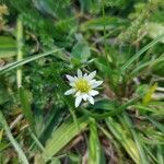 Anemone decapetala flower picture by Gonçalves da Cunha Lucas (cc-by-sa)