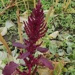 Amaranthus cruentus flower picture by defieuw.w (cc-by-sa)