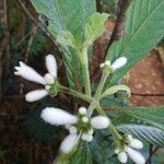 Psychotria faguetii flower picture by Coordination Endemia (cc-by-sa)