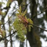 Acer macrophyllum flower picture by Maarten Vanhove (cc-by-sa)