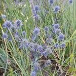 Eryngium planum flower picture by Peter Vollmer (cc-by-sa)