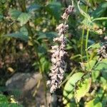 Teucrium canadense fruit picture by Heather Anne Walter (cc-by-sa)