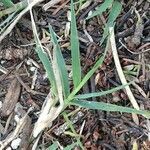 Cynodon dactylon habit picture by Thierry Bickard (cc-by-sa)