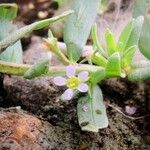 Lythrum hyssopifolia flower picture by Paul Masters (cc-by-sa)