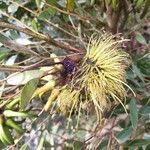 Eucalyptus lehmannii flower picture by rubenberrea (cc-by-sa)