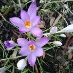 Crocus tommasinianus flower picture by Carvalho Daniela (cc-by-sa)