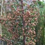 Erica arborea fruit picture by Benoit Grolleau (cc-by-sa)