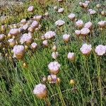 Armeria pungens flower picture by Guy Ney (cc-by-sa)