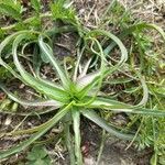 Isoetes histrix leaf picture by Stepan Slavin (cc-by-sa)