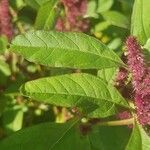 Amaranthus caudatus leaf picture by NaNo_ N9 (cc-by-sa)