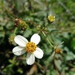 Bidens pilosa flower picture by farrugia luis farrugia (cc-by-sa)