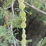 Vachellia aroma fruit picture by Trap Hers (cc-by-sa)