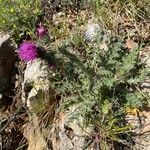 Carduus litigiosus habit picture by Francois Mansour (cc-by-sa)