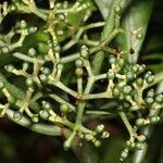 Psychotria limonensis fruit picture by Nelson Zamora Villalobos (cc-by-nc)