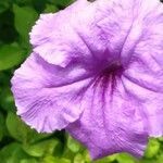 Ruellia simplex flower picture by Michael Friedman (cc-by-sa)