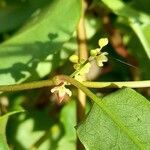 Muehlenbeckia sagittifolia fruit picture by Trap Hers (cc-by-sa)