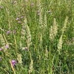 Koeleria pyramidata habit picture by Jacques Zuber (cc-by-sa)