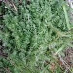 Galium maritimum habit picture by j B (cc-by-sa)