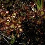 Drosera uniflora flower picture by Daniel Barthelemy (cc-by-nc)