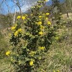 Coronilla valentina habit picture by Francois Mansour (cc-by-sa)