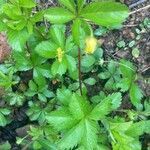 Potentilla simplex leaf picture by Ashley Foster (cc-by-sa)