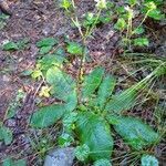 Elephantopus tomentosus leaf picture by Debbye (cc-by-sa)