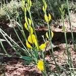 Spartium junceum habit picture by Clara Wagner (cc-by-sa)