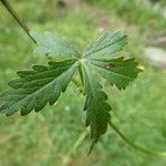 Potentilla pyrenaica leaf picture by Llandrich anna (cc-by-sa)