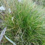 Festuca gautieri habit picture by Yoan MARTIN (cc-by-sa)