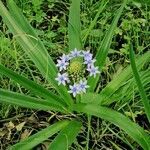 Scilla peruviana flower picture by Philippe-Emmanuel Coiffait (cc-by-sa)