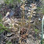 Noccaea caerulescens habit picture by francois tissot (cc-by-sa)