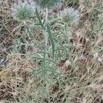 Echinops strigosus habit picture by Acosta García Isabel (cc-by-sa)