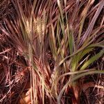 Paspalum humboldtianum leaf picture by Nelson Zamora Villalobos (cc-by-nc)