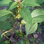 Acalypha virginica habit picture by Manū (cc-by-sa)