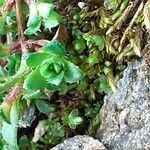 Saxifraga oppositifolia leaf picture by Pietro Brignoli (cc-by-sa)