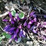 Lathraea clandestina flower picture by Brindemuguet (cc-by-sa)