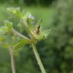 Campanula erinus fruit picture by Llandrich anna (cc-by-sa)