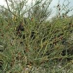 Parkinsonia praecox habit picture by Trap Hers (cc-by-sa)