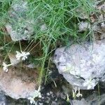 Silene saxifraga habit picture by Angel Bereje (cc-by-sa)